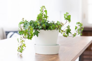 Creative Employee Incentive Ideas for Small Businesses